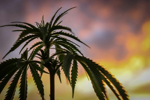 Hemp THCA Flower, Vapes, Edibles, and Drinks 101: Everything You Need To Know Photo by Kym MacKinnon on Unsplash