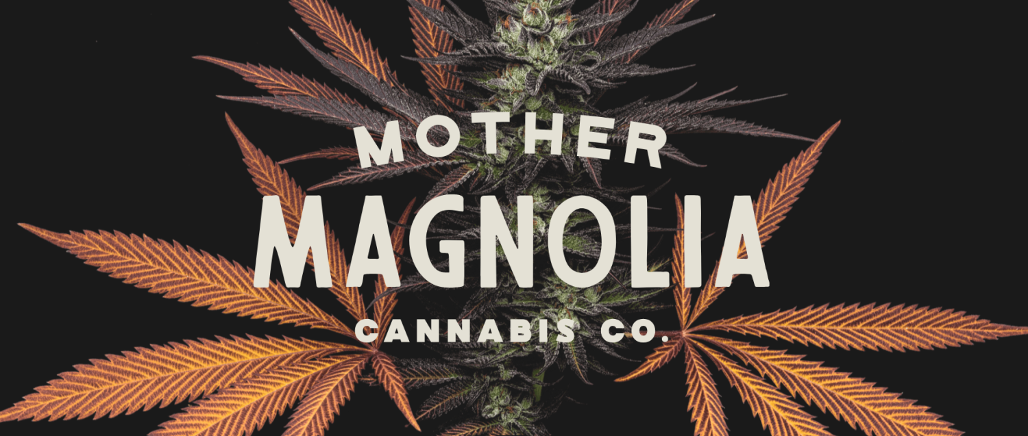 mother magnolia cultivation