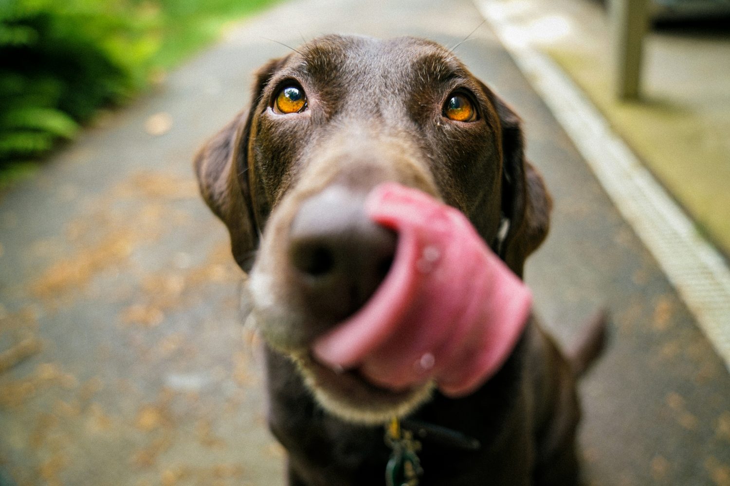 How to Choose the Best Mushroom Supplements for Dogs and Their Health-----Photo by James Barker on Unsplash
