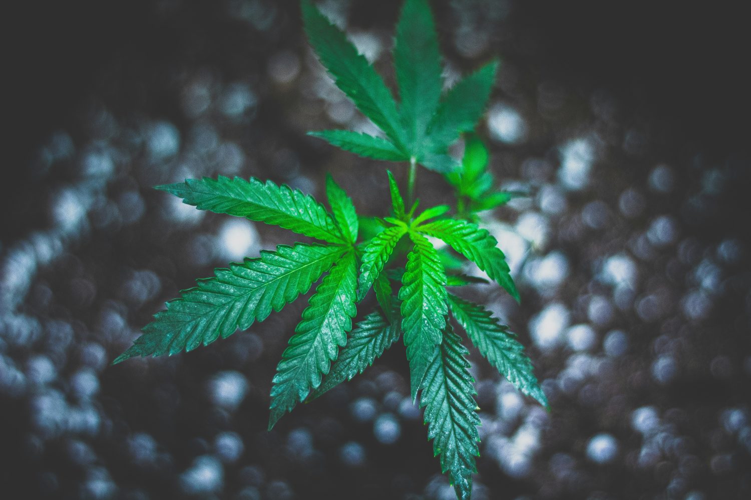 The Critical Role of Cannabis Breeders and Seed Companies in Today’s Industry---Photo by Jonathan Olsen-Koziol on Unsplash