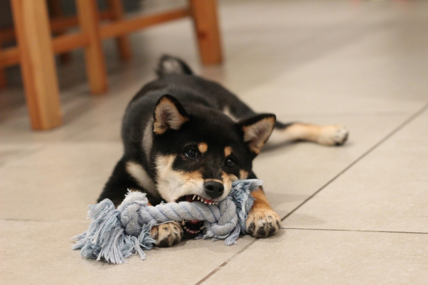 What Are the Real Effects of CBD Oil For Pets and Their Health? ----Photo by Kobi Kadosh on Unsplash