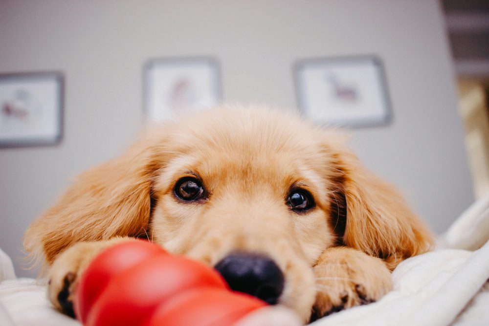 6 Healthy Ways to Use CBD Peanut Butter for Dogs ---Photo by Taylor Sondgeroth on Unsplash

