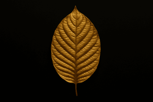 Kratom For Sale By Golden Monk: A Trusted Source For Premium Quality