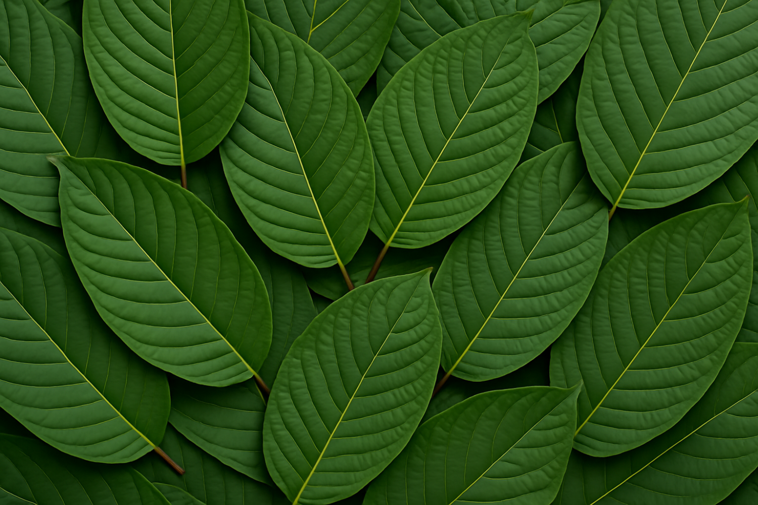 White Elephant Kratom By Oasis Kratom: Why Is It Gaining Popularity?