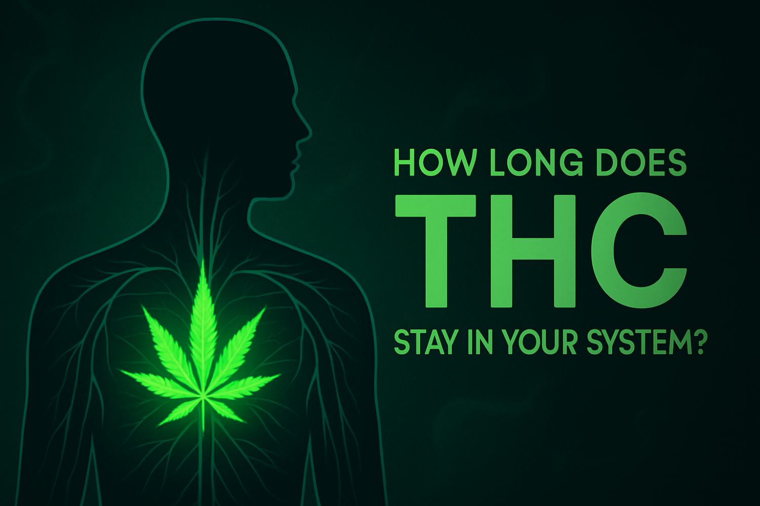How Long Does THC Stay In Your System?