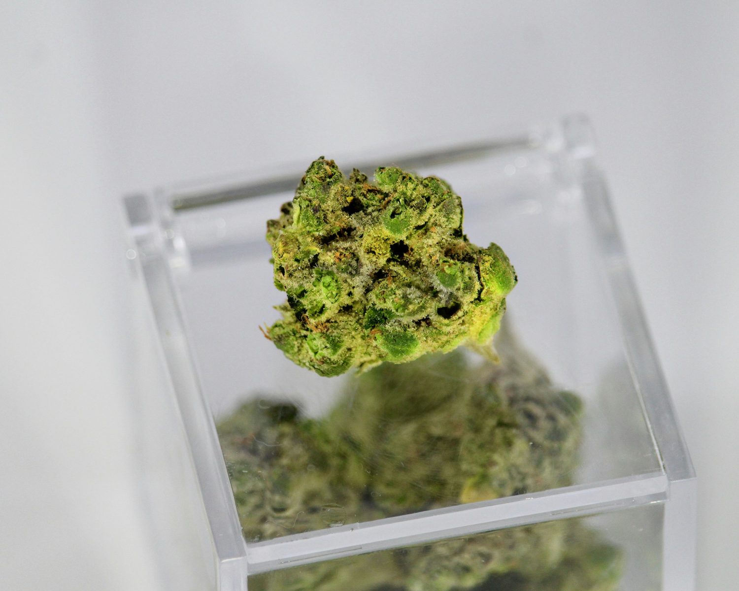 How Cannabis Terpenes Shape Taste, Smell, and Impact the High in Cannabis----Photo by Christina Winter on Unsplash