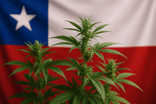 Cannabis in Chile (2025): Laws, Legalization, and the Future of South America’s Green Revolution