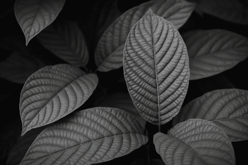 Professor Whyte's Tips—Smart Buying Guide For Green Vein Kratom