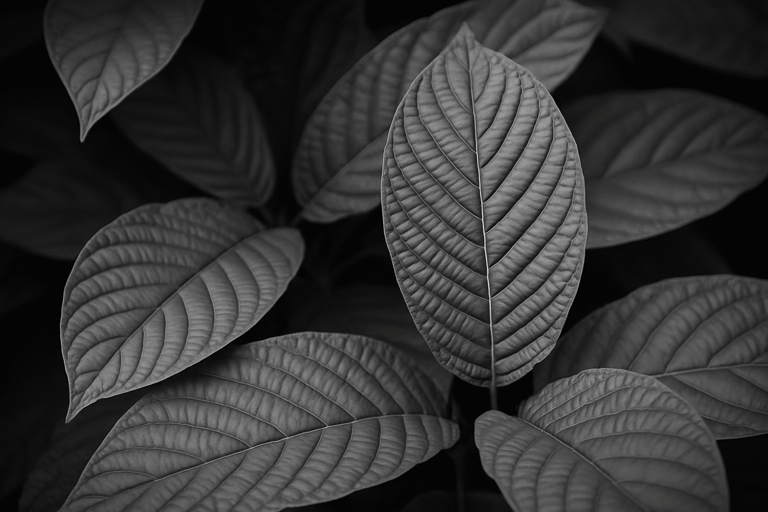 Professor Whyte's Tips—Smart Buying Guide For Green Vein Kratom