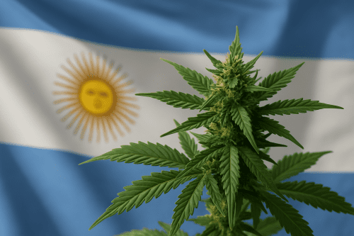 Cannabis in Argentina: Current Laws, Medical Access, and Industry Updates
