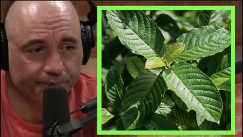 Joe Rogan on Kratom: A Deep Dive Into His Thoughts and Beliefs
