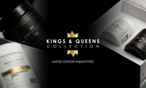 Maven Genetics and the California Craft That Keeps Their Flower Top Tier