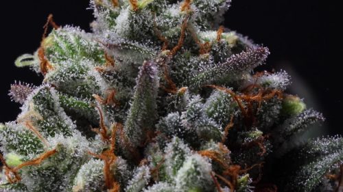 Snowtill Indoor Cannabis Is Some of The Best from San Francisco