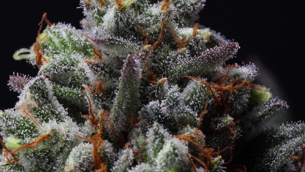 Snowtill Indoor Cannabis Is Some of The Best from San Francisco