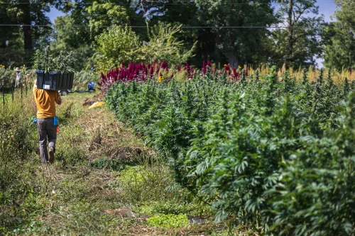 Supernaturals NY: The Best New York Cannabis Company for Sungrown Prerolls