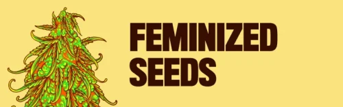 Why Stability-First Cannabis Genetics Are Quietly Reshaping Modern Cultivation