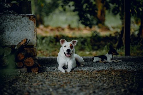 Traveling to Costa Rica with a Dog from the U.S., Complete Guide and FAQ -- Photo by Elianna Gill on Unsplash