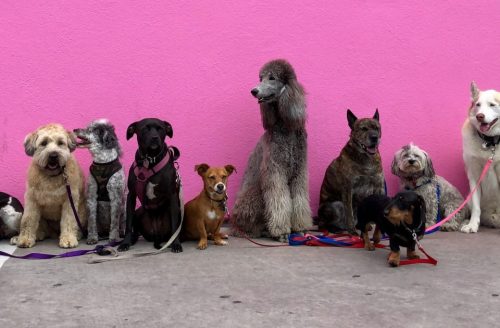 Why Urban Living Can Trigger Skin Issues in Dogs, And What You Can Do About It ---Photo by Hannah Lim on Unsplash