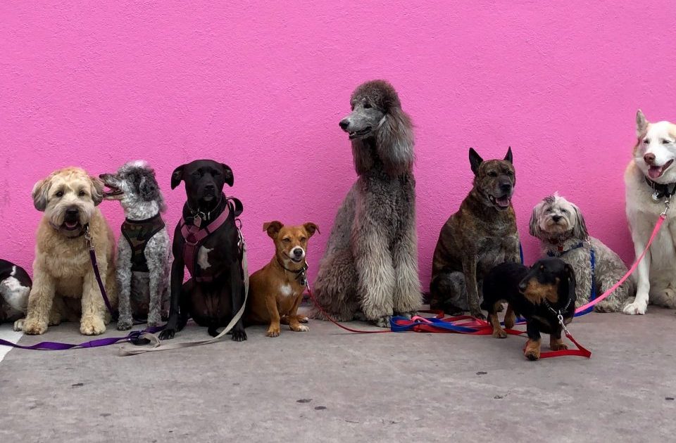 Why Urban Living Can Trigger Skin Issues in Dogs, And What You Can Do About It ---Photo by Hannah Lim on Unsplash