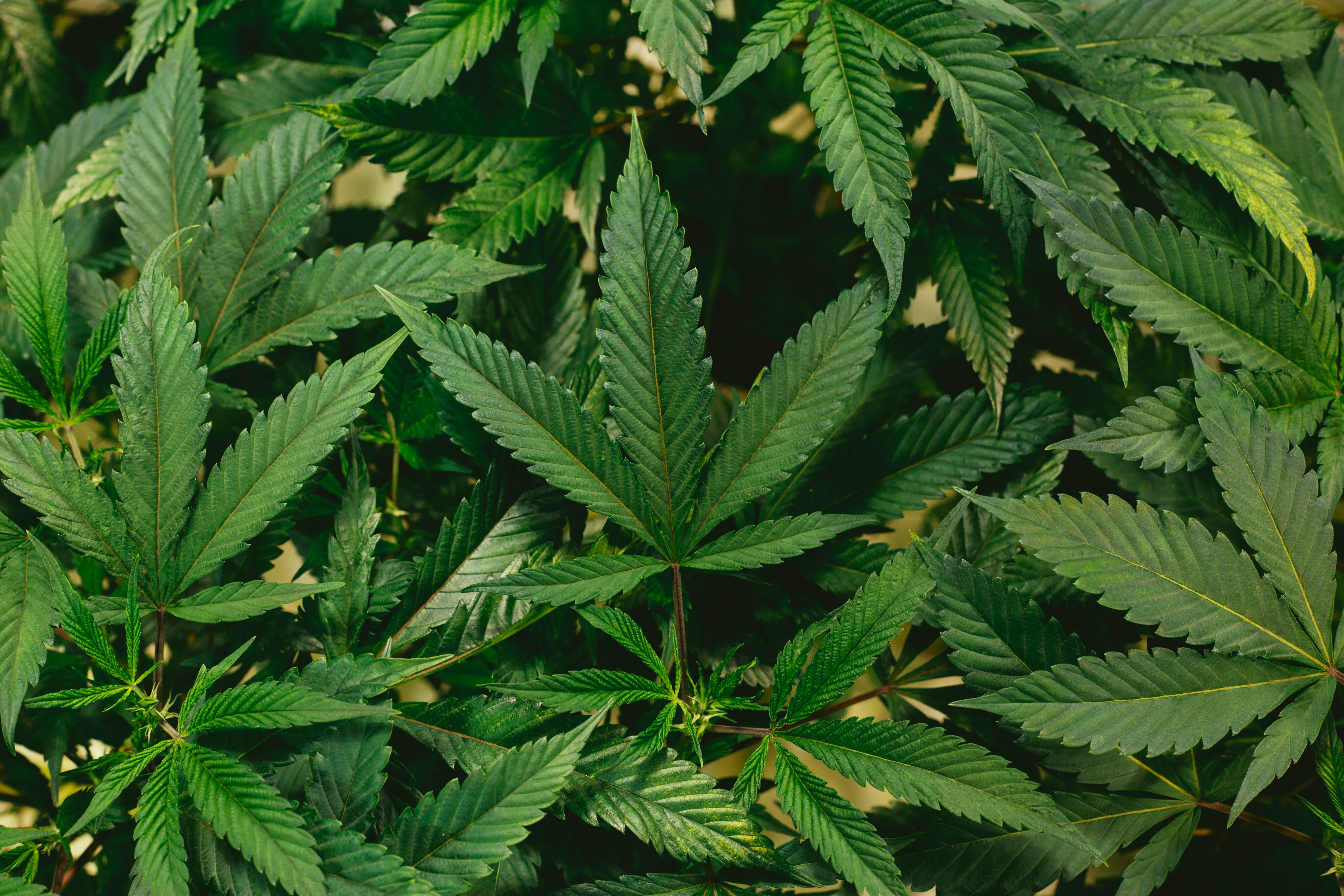 Here’s What the 2026 Hemp Ban Means for Cannabis Culture -- Photo by Jeff W on Unsplash