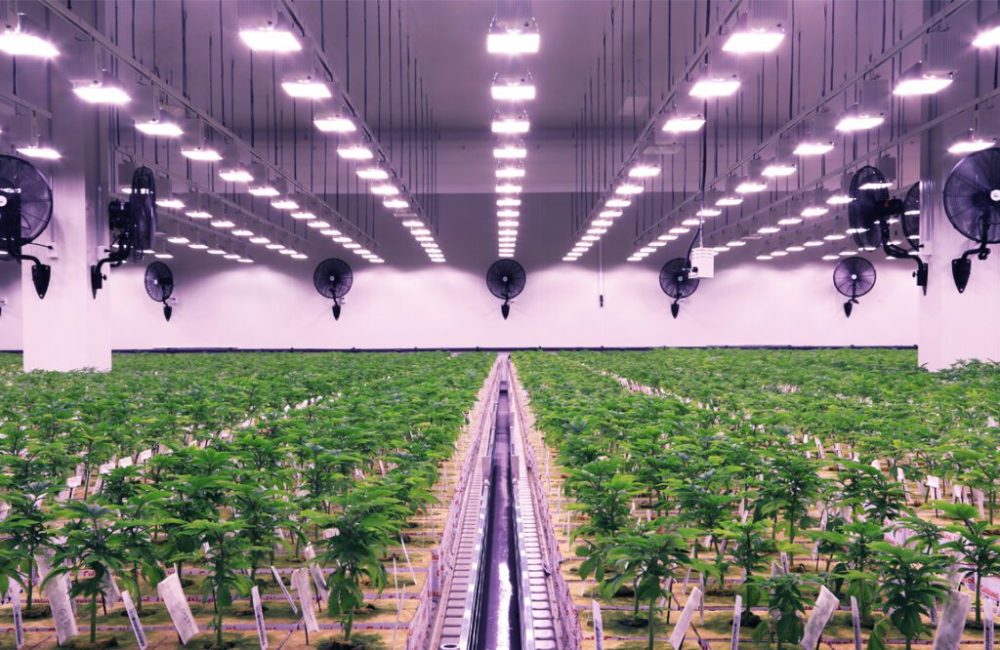 Cannara Biotech Is One of Canada's Most Impressive Cannabis Companies