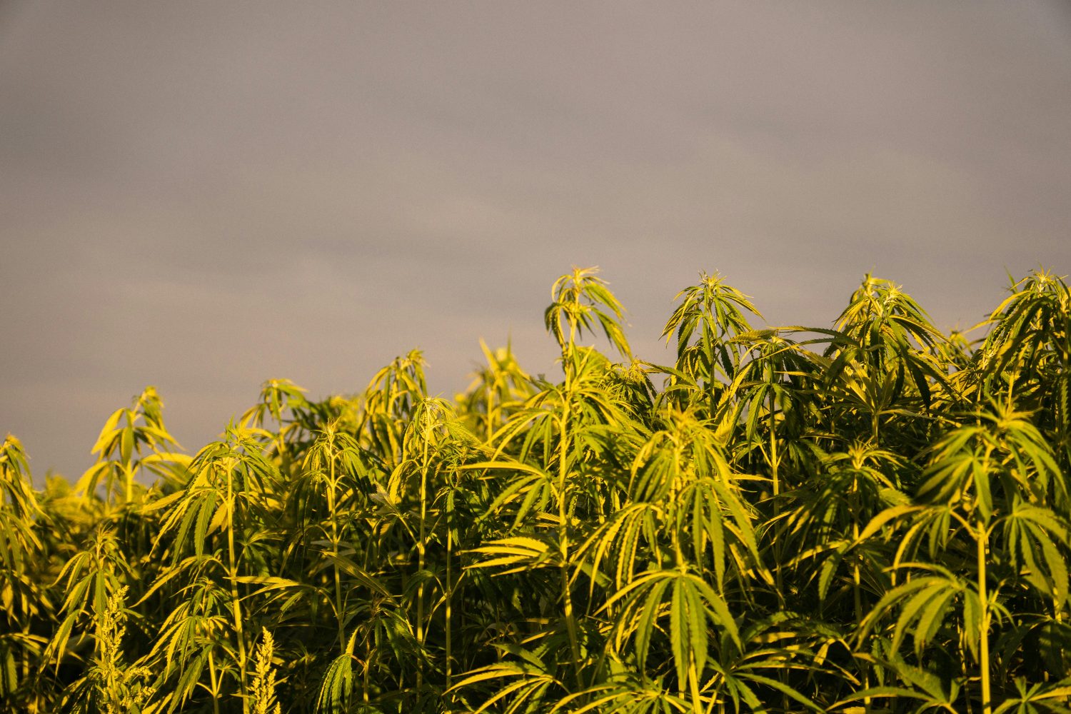 Is CBD Still Legal in 2026? What You Can Actually Buy Right Now in the U.S. -- Photo by Eir Health on Unsplash