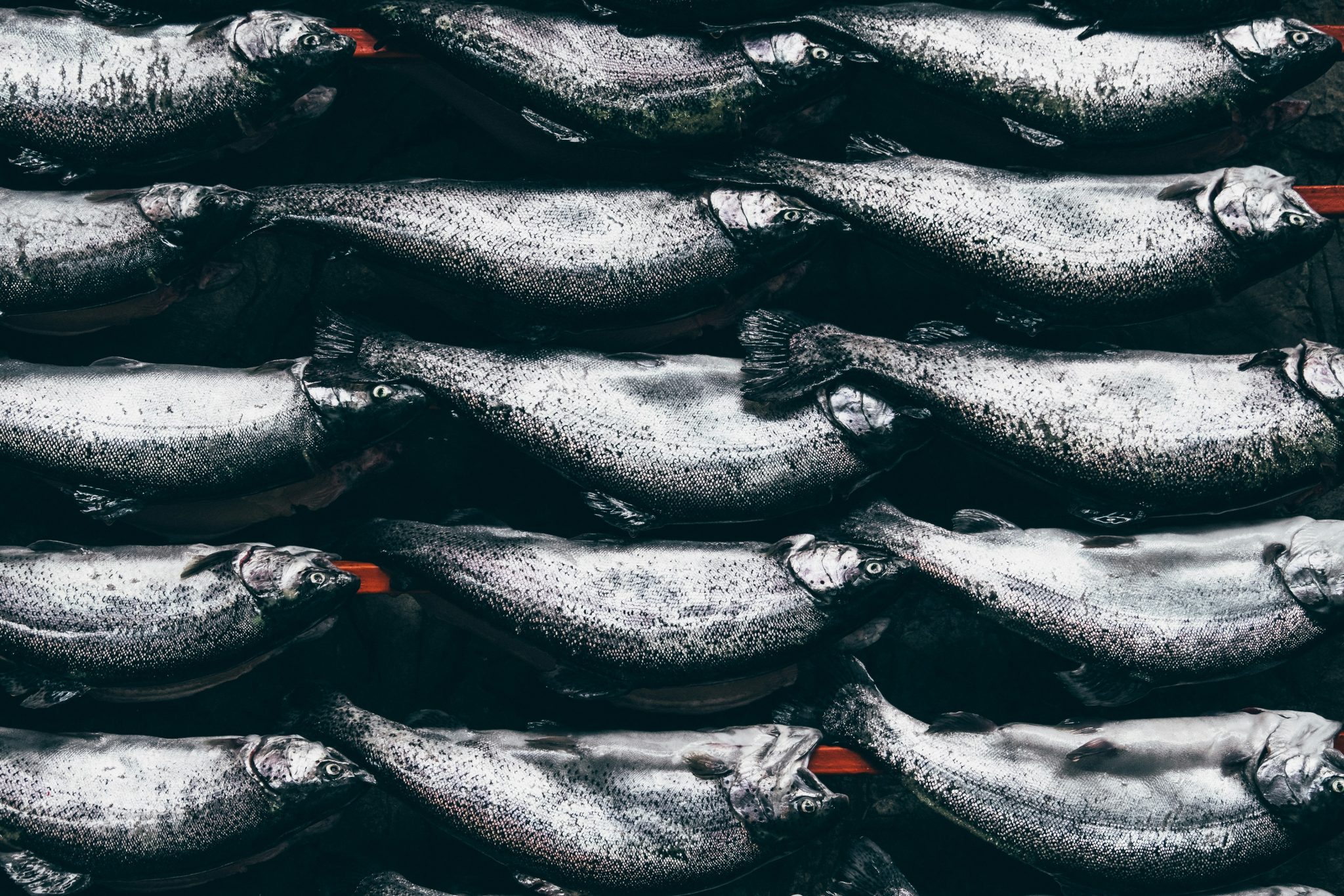 Seafood Delivery Services 2026: Live Lobsters, Surf-and-Turf, Fish, and Shrimp -- Photo by Farzad Mohsenvand on Unsplash