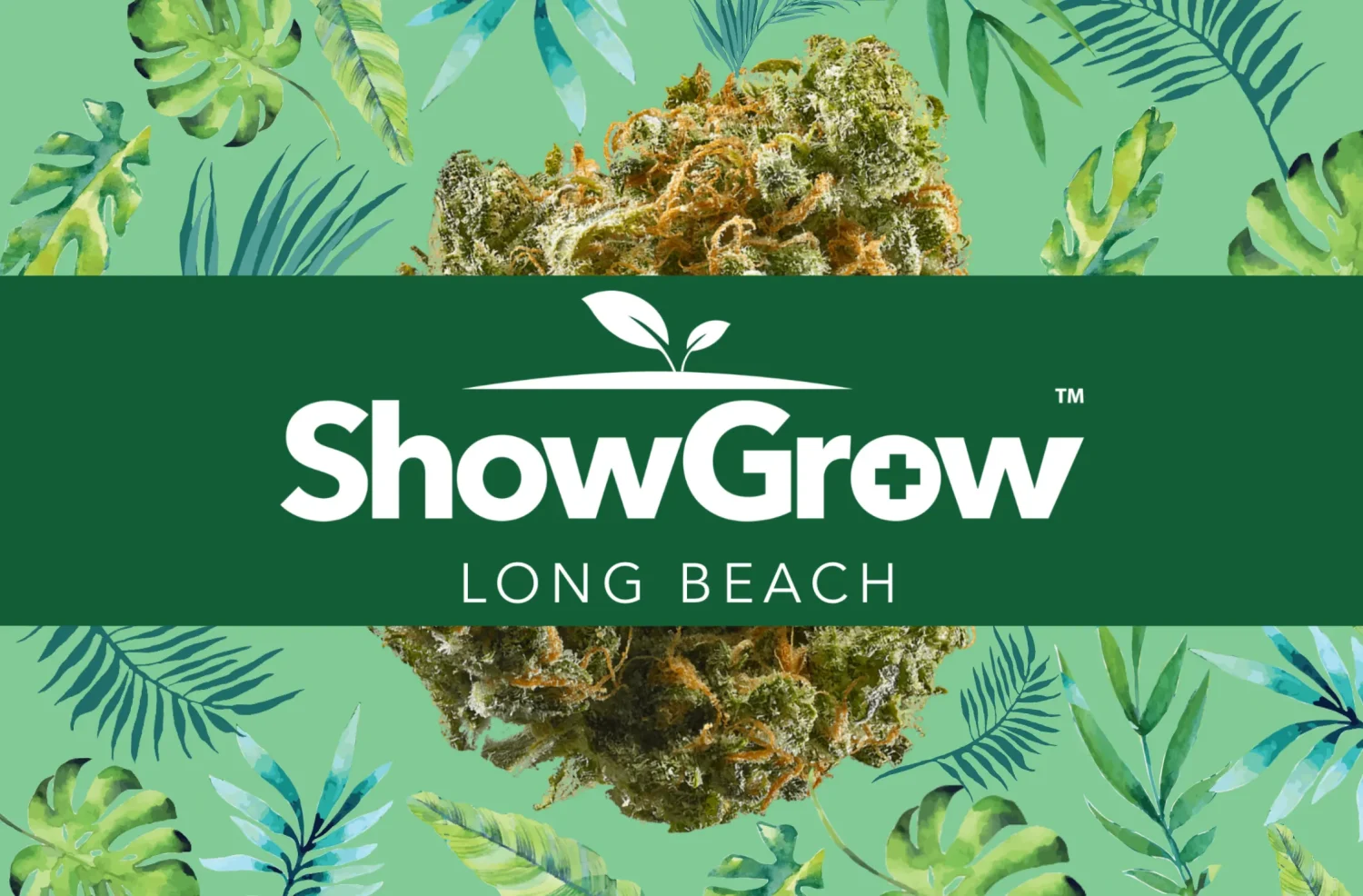 This Dispensary in Long Beach Is Putting Culture First Again: Inside ShowGrow’s Comeback