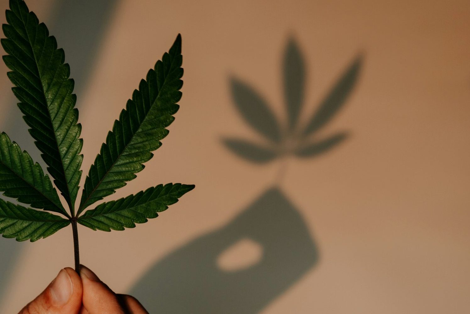 Cannabis Rescheduling 2026: What the Federal Schedule III Shift Means for the Industry - Photo by Shelby Ireland on Unsplash