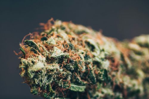 Best Hemp Products and CBD Strains for 420, 2026 --- Photo by Testeur de CBD on Unsplash