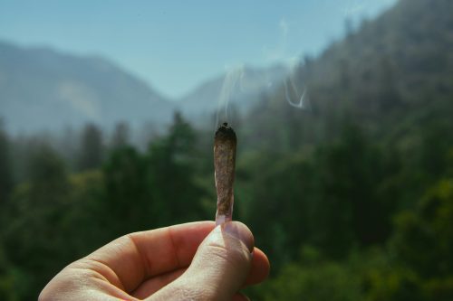 Where To Find The Best THCa Flower Online + Live Hash Rosin You Can Order Online - Photo by Jeff W on Unsplash