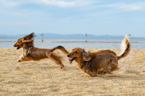 Why More Vets Are Talking About Fresh Cooked Dog Food - Photo by Kojirou Sasaki on Unsplash