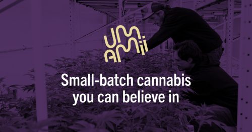 Inside Umamii's Approach To Premium Flower, Live Rosin, And Cured Resin Gummies In New York