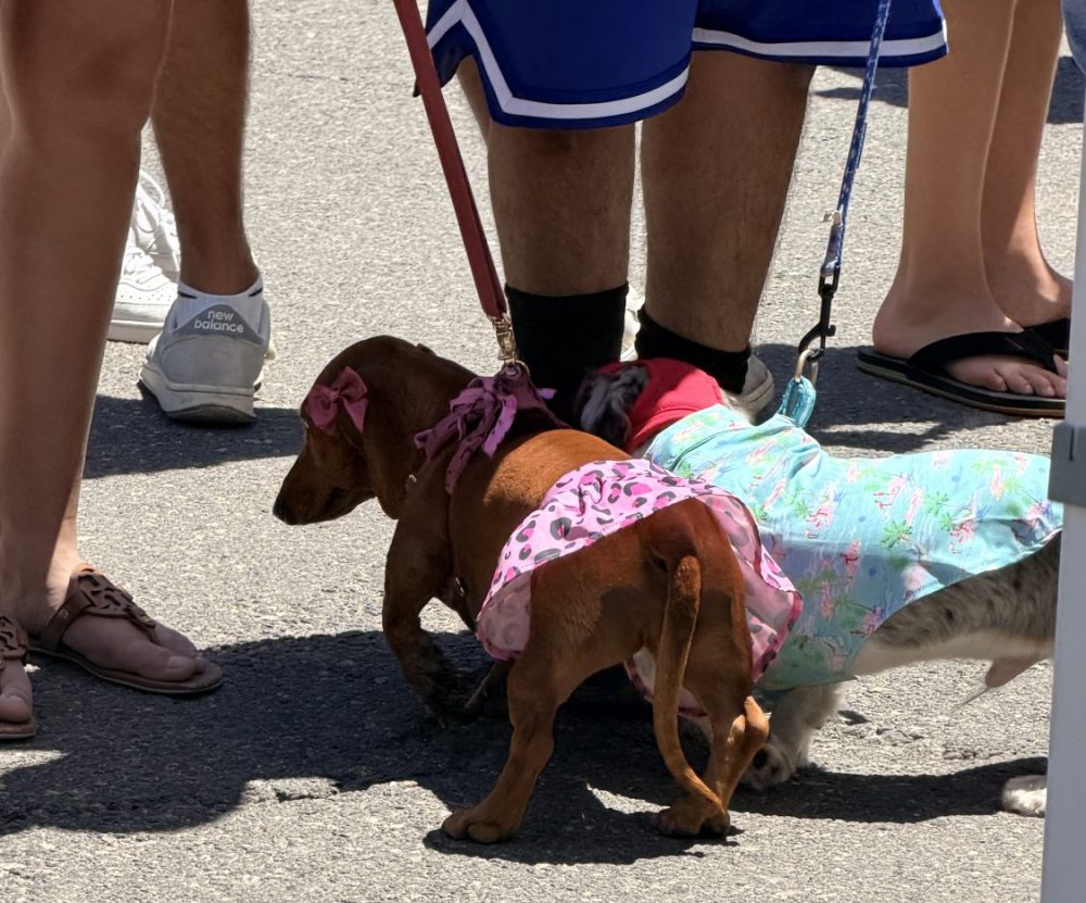 SoCal Wienerfest 2026 Brings Together Dachshund Lovers, Great Brands, and a Strong Sense of Community in Huntington Beach -- photo by genesis rojas sanchez
