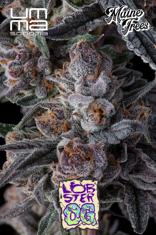 https://liftedcannabisco.com/