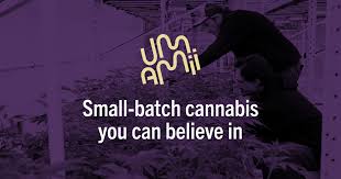New York's Umamii Is Focused on Building A Flavor-Driven Brand
