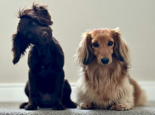 Explore 9 of the Best Natural Dog Foods for Small Dogs With Sensitive Stomachs in 2026 -- Photo by Kyle Mackie on Unsplash