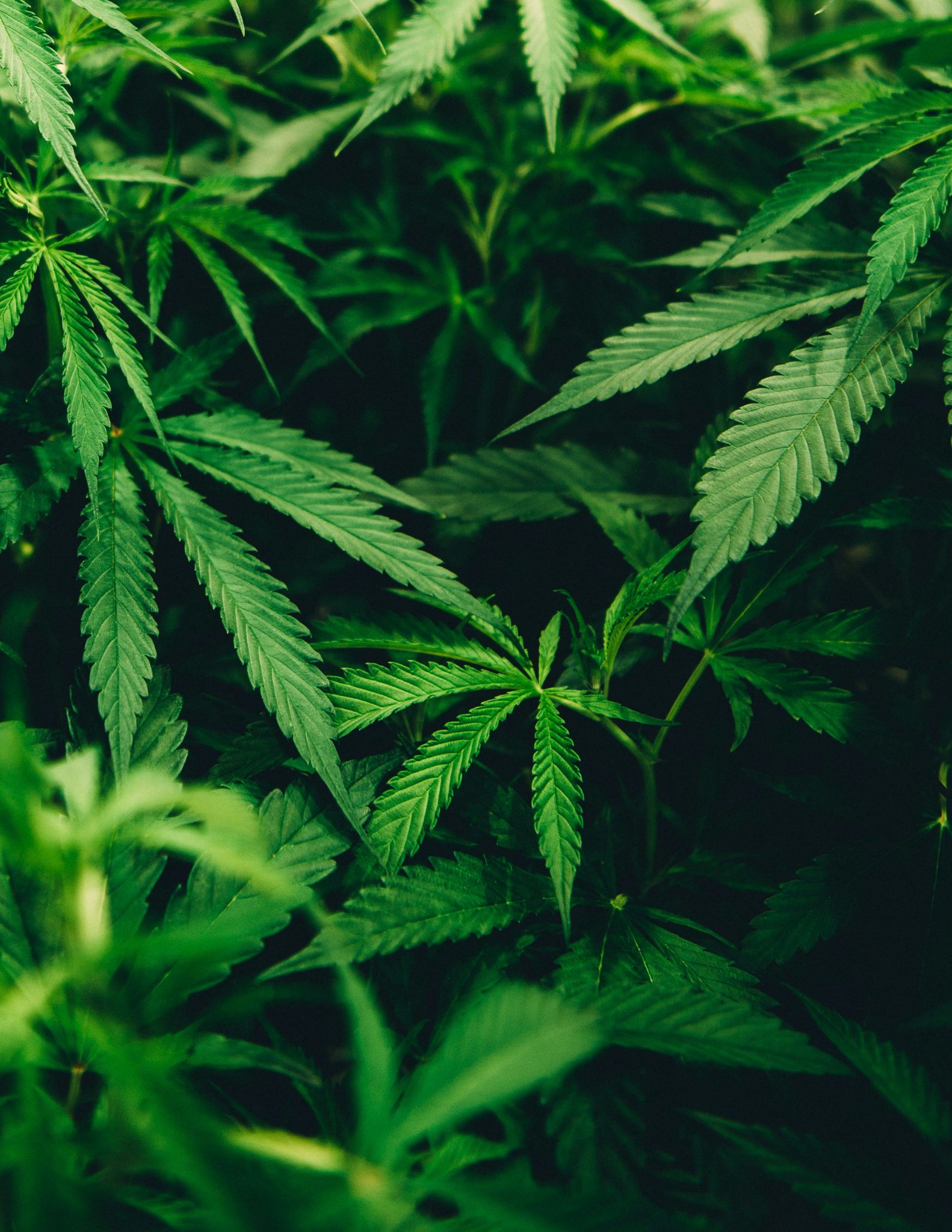 Illinois Cracks Down On Hemp-Derived THC Products As New Law Reshapes The State's Cannabis Market - Photo by Matthew Brodeur on Unsplash