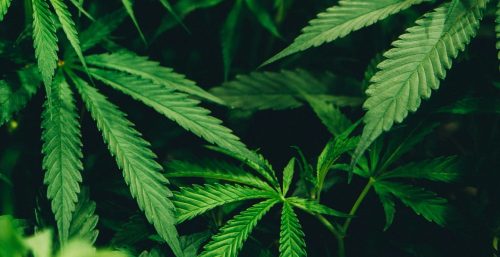 Illinois Cracks Down On Hemp-Derived THC Products As New Law Reshapes The State's Cannabis Market - Photo by Matthew Brodeur on Unsplash
