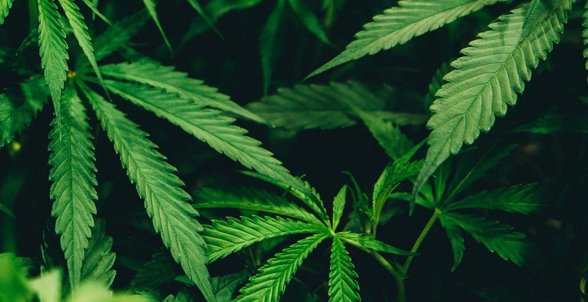 Illinois Cracks Down On Hemp-Derived THC Products As New Law Reshapes The State's Cannabis Market - Photo by Matthew Brodeur on Unsplash