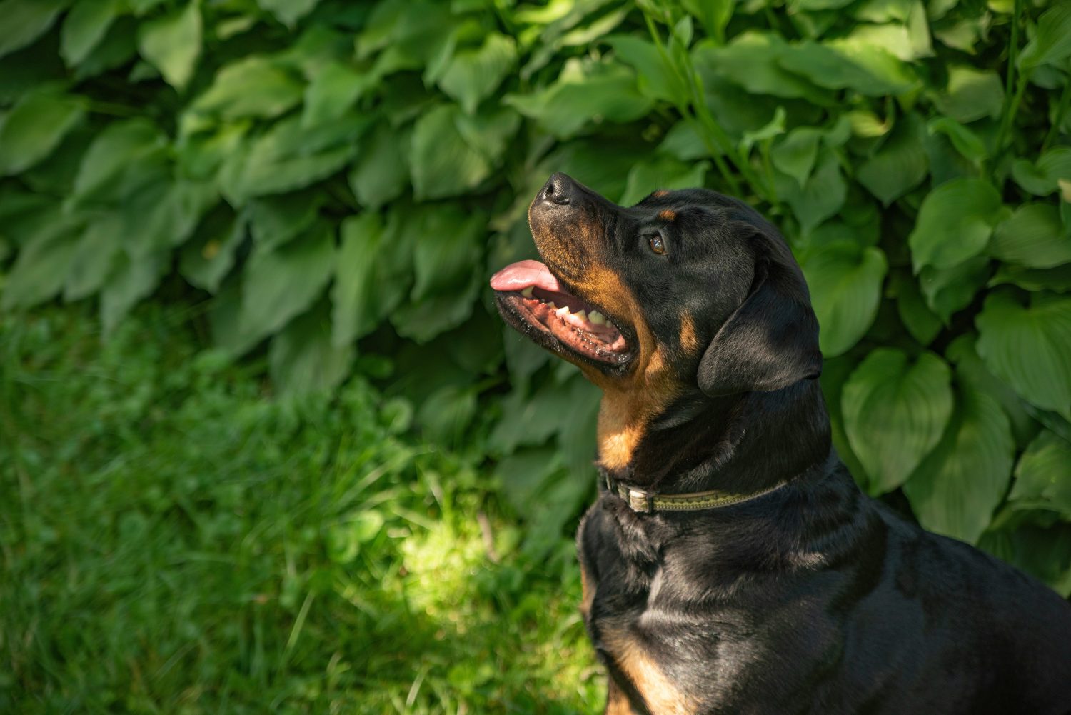 Best Natural Dog Food for Large Dogs With Sensitive Stomachs - Photo by Michael Carruth on Unsplash