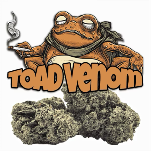 Toad Venom Strain Review: Genetics, Flavor, Effects, and Why Cannabis Consumers Keep Chasing It --- toad venom by green dragon in california