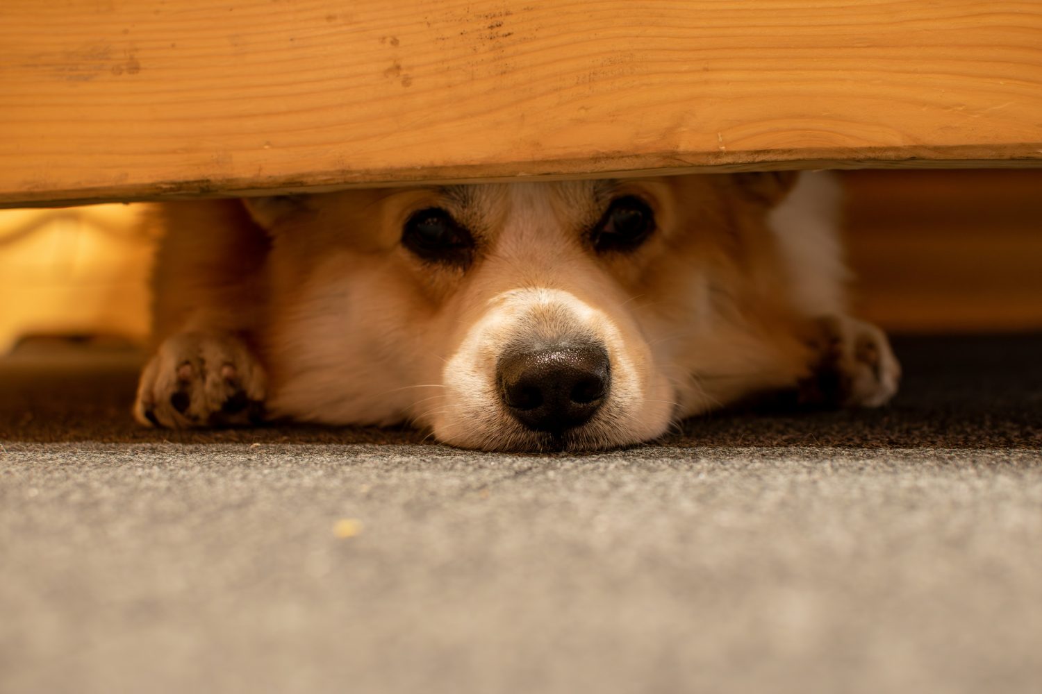 Why More Pet Owners Are Preparing for Fireworks Season With PETiva's Calm & Comfort CBD Products - Photo by Yevhen Stienin on Unsplash