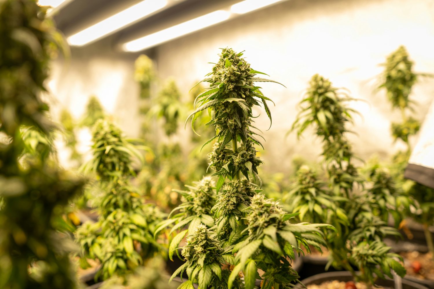 Federal Hemp THC Rules Change November 12: What California Businesses Need to Know - Photo by CRYSTALWEED cannabis on Unsplash