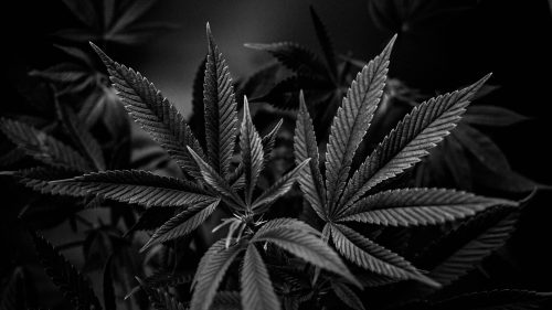 Blue Nerds Strain: Genetics, Flavor, Effects, and Why It Is One of 2026’s Hottest Cultivars - Photo by 2H Media on Unsplash