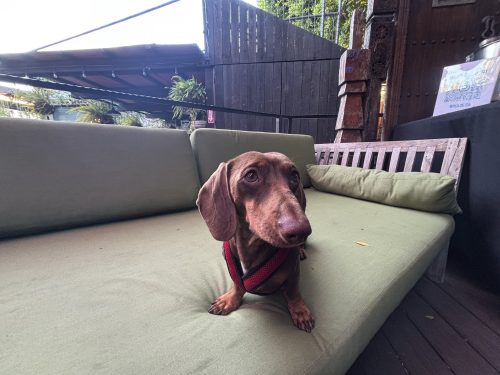Mini Dachschund Benito Antonio Loves to Eat Bocce Popcorn Chicken