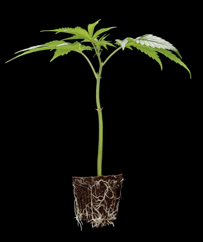 Clonetopia Returns To Richmond, CA With Toad Venom, Cheri Maraschino And More New Cannabis Genetics