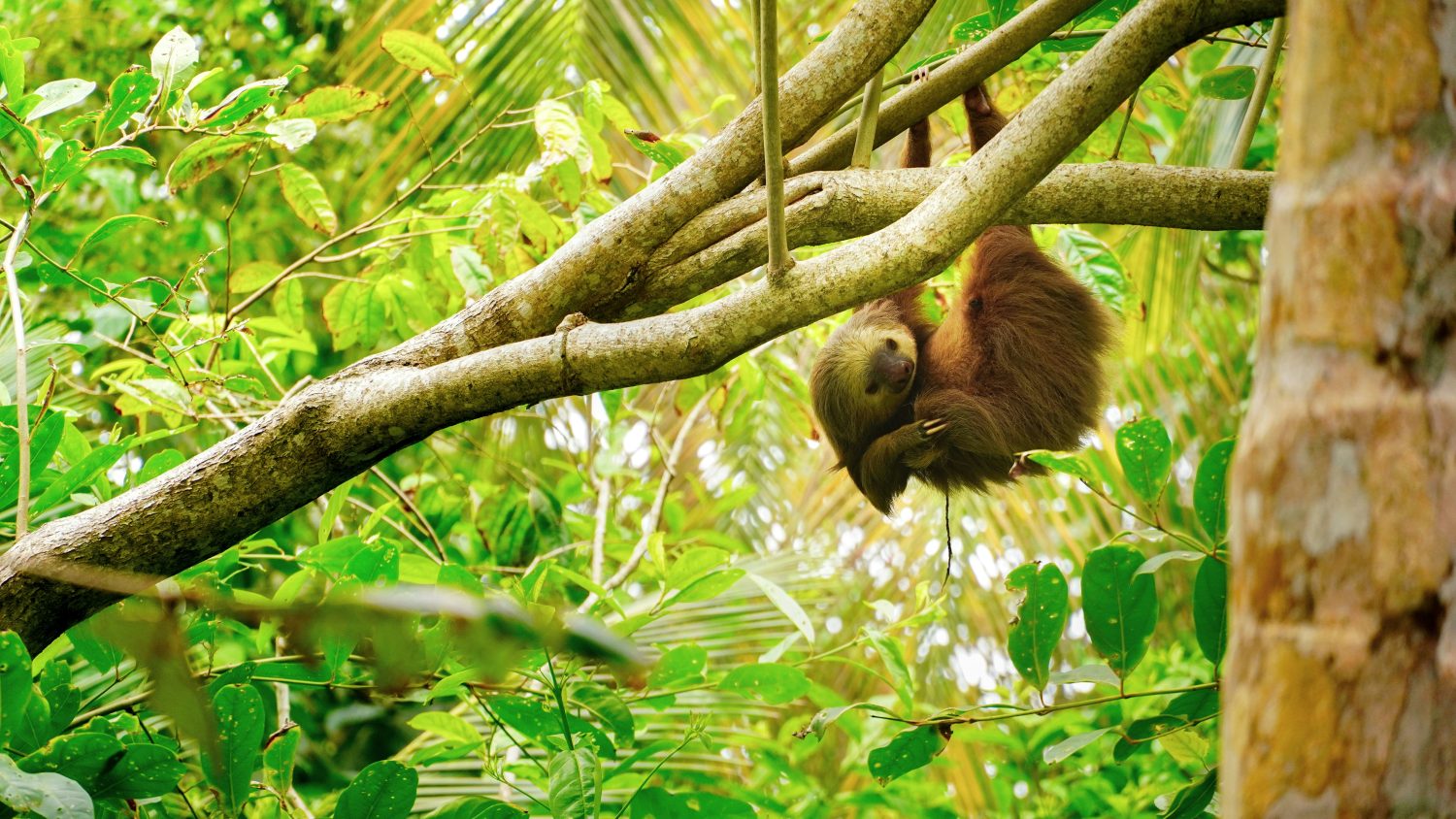 Best Places to Stay in Costa Rica: Hotels, Resorts, and Eco-Lodges for Every Type of Trip - Photo by Adrián Valverde on Unsplash