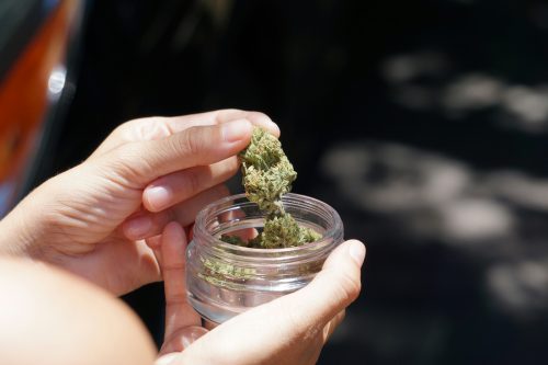 Cannabis Brands and Retailers Can Build an SEO Ecosystem With Respect My Region - Photo by Elsa Olofsson on Unsplash