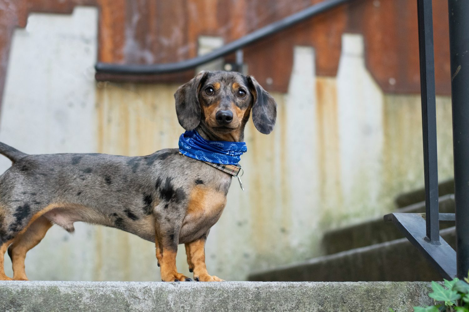 Icelandic+ Pet Treats Keep Things Simple With One- and Two-Ingredient Recipes - Photo by Katie Bernotsky on Unsplash